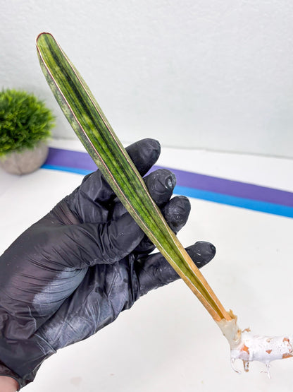 Sansevieria Hallii Baseball Bat Var (su5) (14) | Rare Imported House Plants