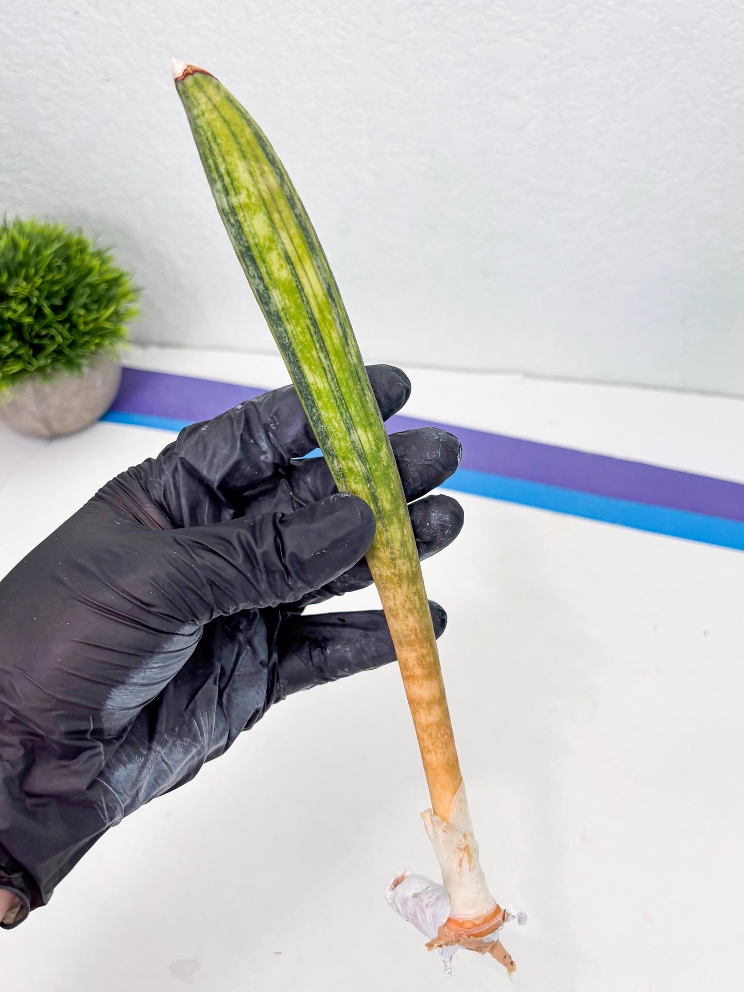 Sansevieria Hallii Baseball Bat Var (su5) (14) | Rare Imported House Plants