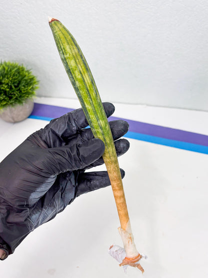 Sansevieria Hallii Baseball Bat Var (su5) (14) | Rare Imported House Plants