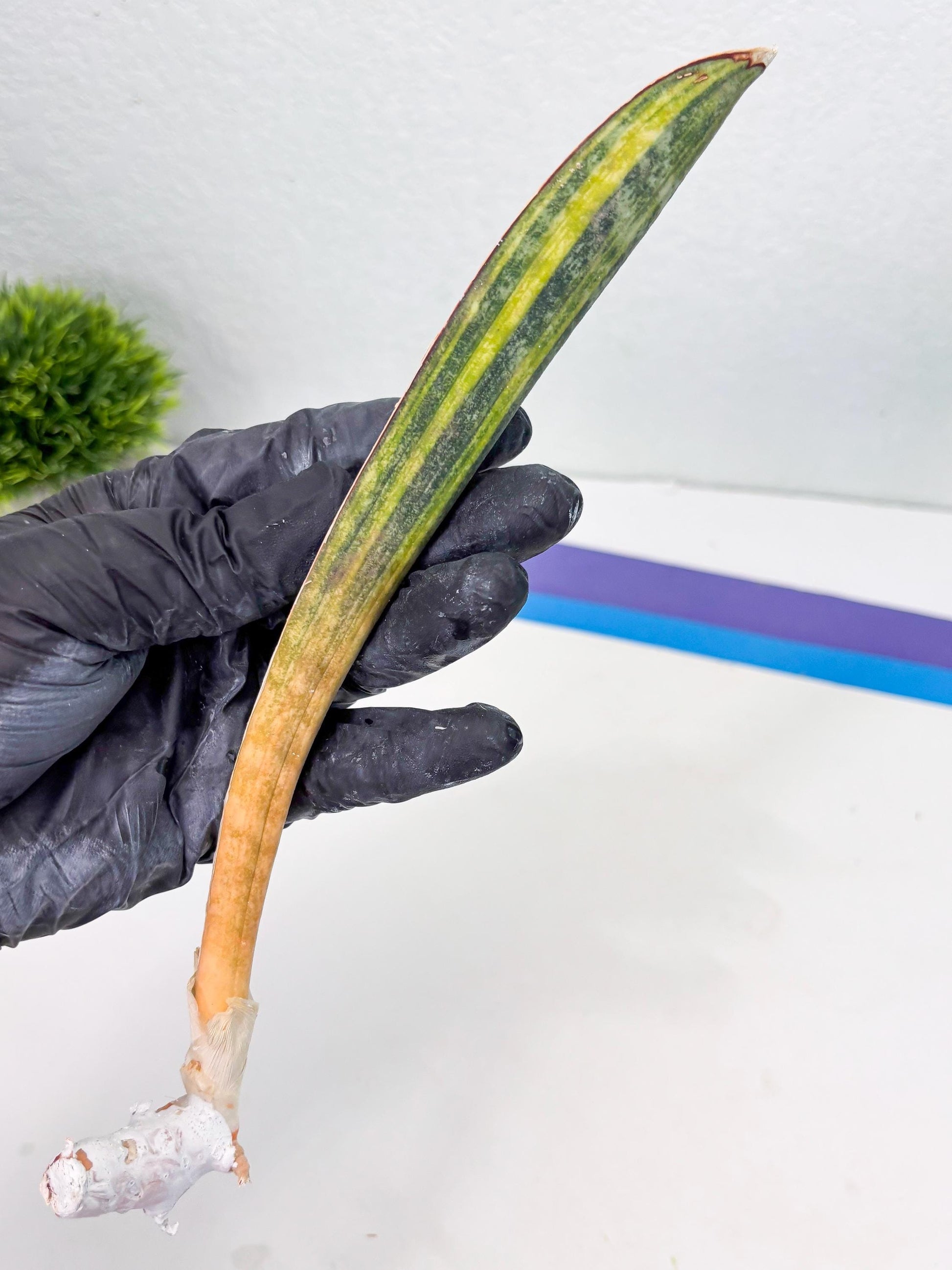 Sansevieria Hallii Baseball Bat Var (su5) (14) | Rare Imported House Plants