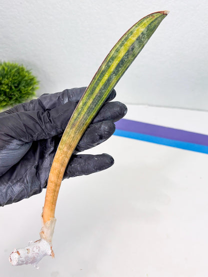 Sansevieria Hallii Baseball Bat Var (su5) (14) | Rare Imported House Plants