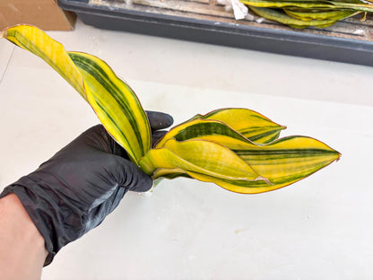 Sansevieria Black Rose var (Su6) (1) | Rare Snake Plant