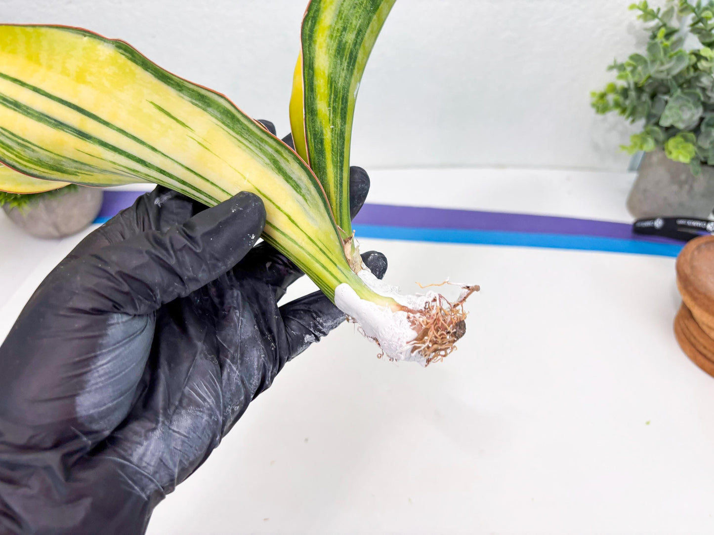 Sansevieria Black Rose var (Su6) (1) | Rare Snake Plant