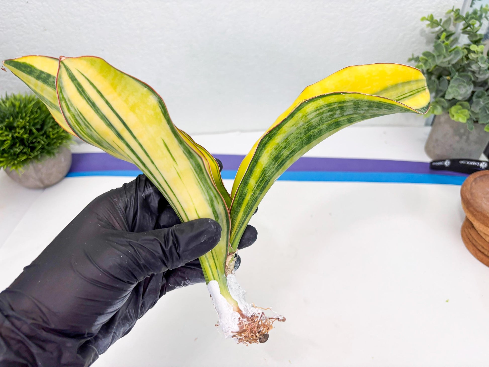 Sansevieria Black Rose var (Su6) (1) | Rare Snake Plant