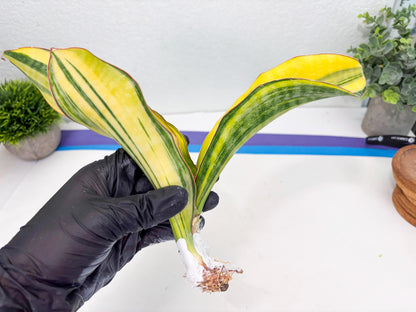 Sansevieria Black Rose var (Su6) (1) | Rare Snake Plant