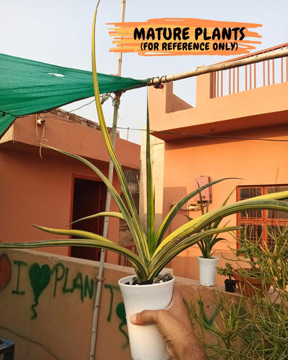 Sansevieria Midnight Fountain White (Su6) (10) | Rare