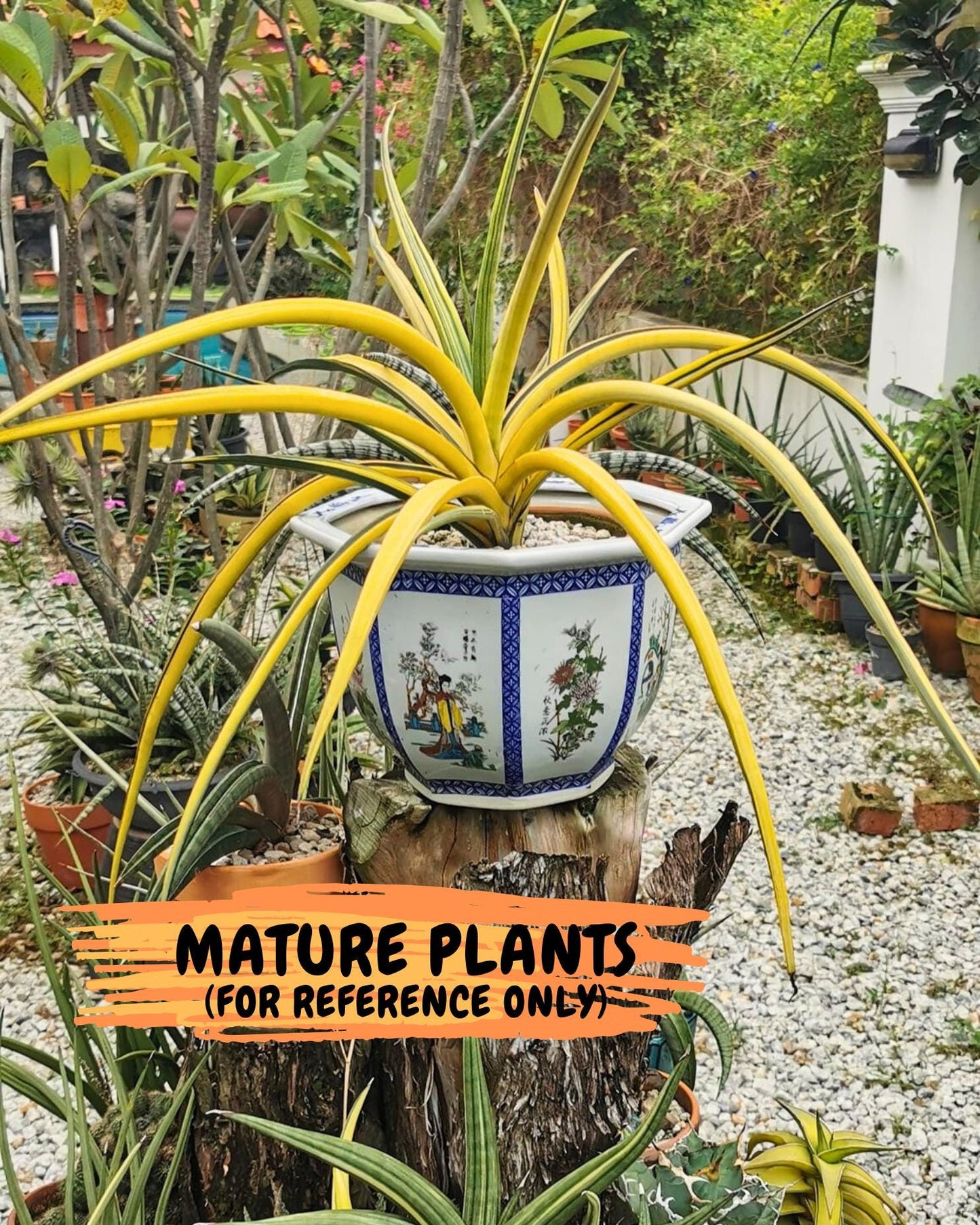 Sansevieria Midnight Fountain White (Su6) (10) | Rare