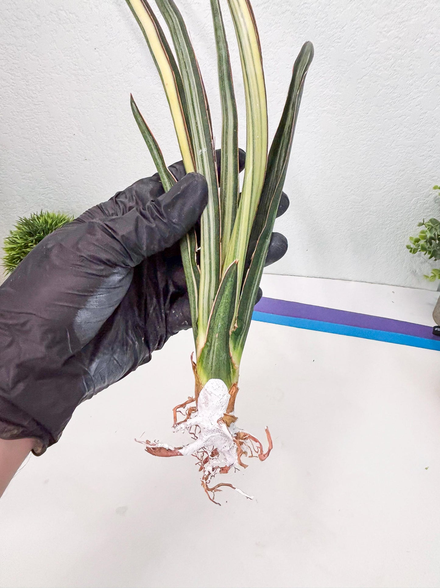 Sansevieria Midnight Fountain White (Su6) (10) | Rare