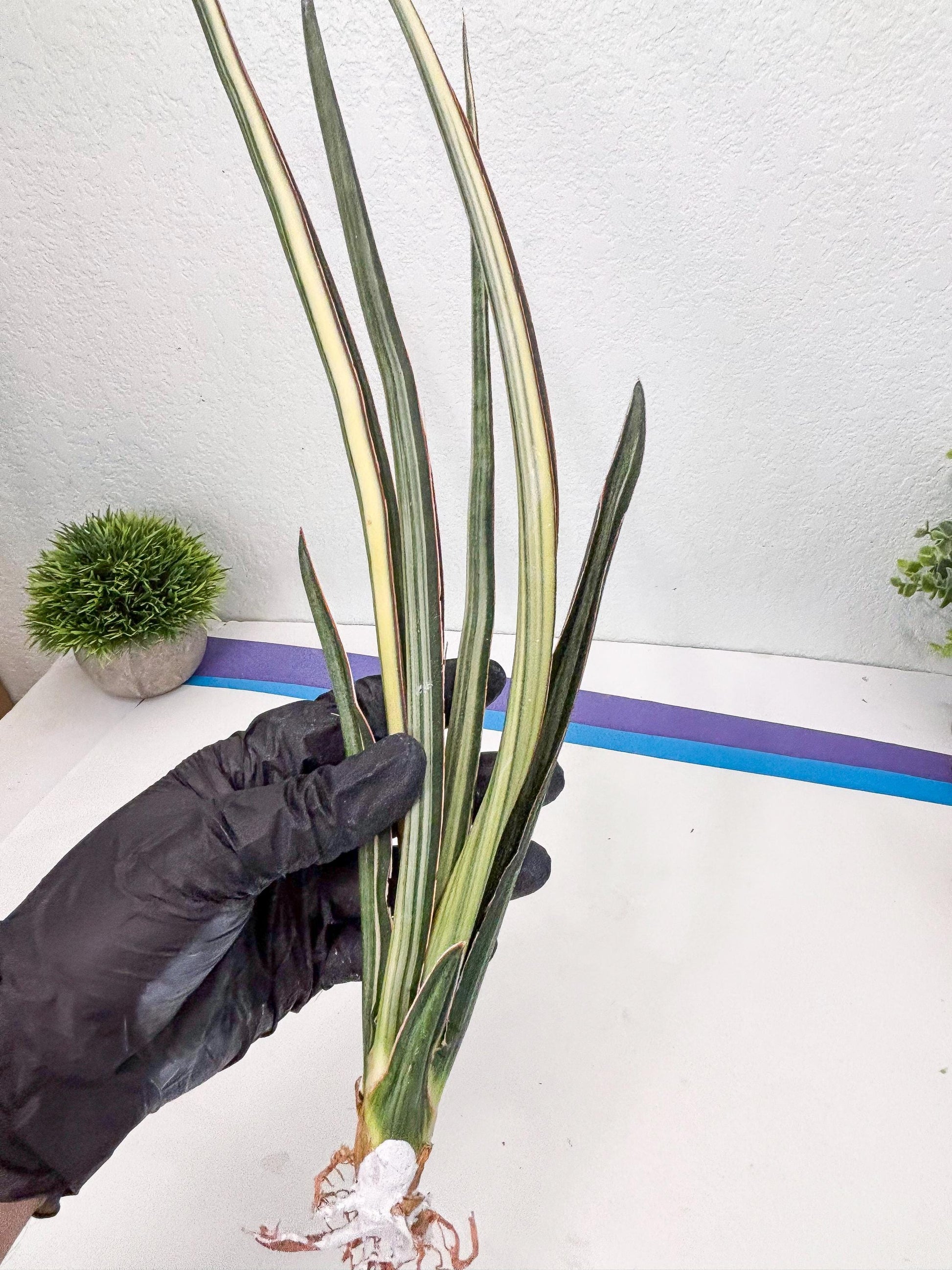Sansevieria Midnight Fountain White (Su6) (10) | Rare