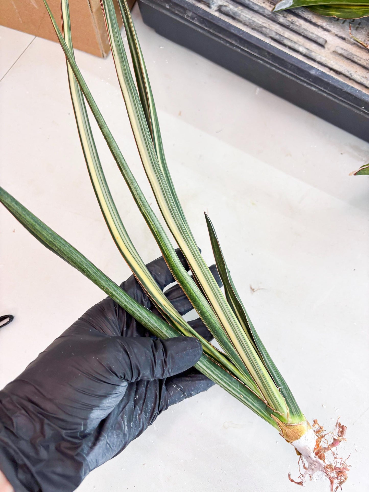 Sansevieria Midnight Fountain White (Su6) (10) | Rare