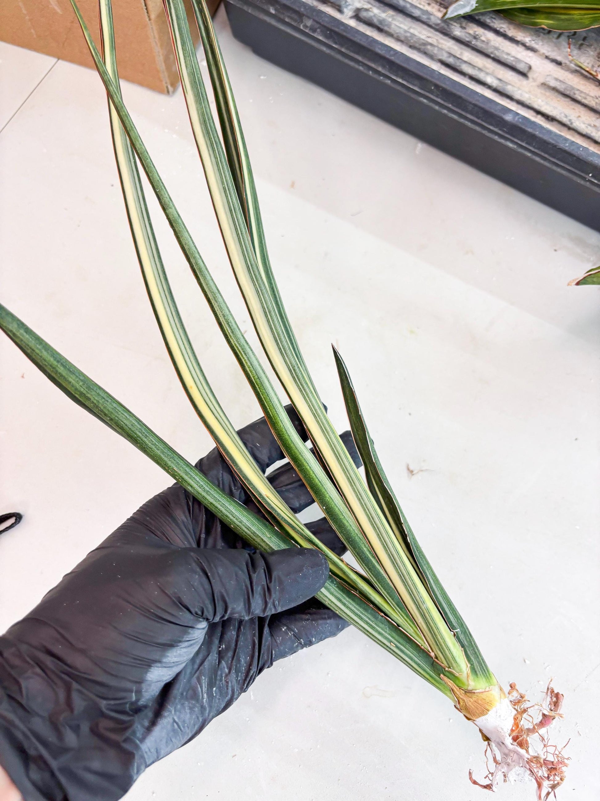 Sansevieria Midnight Fountain White (Su6) (10) | Rare