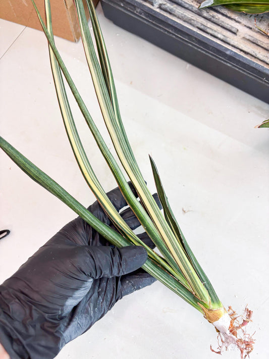 Sansevieria Midnight Fountain White (Su6) (10) | Rare