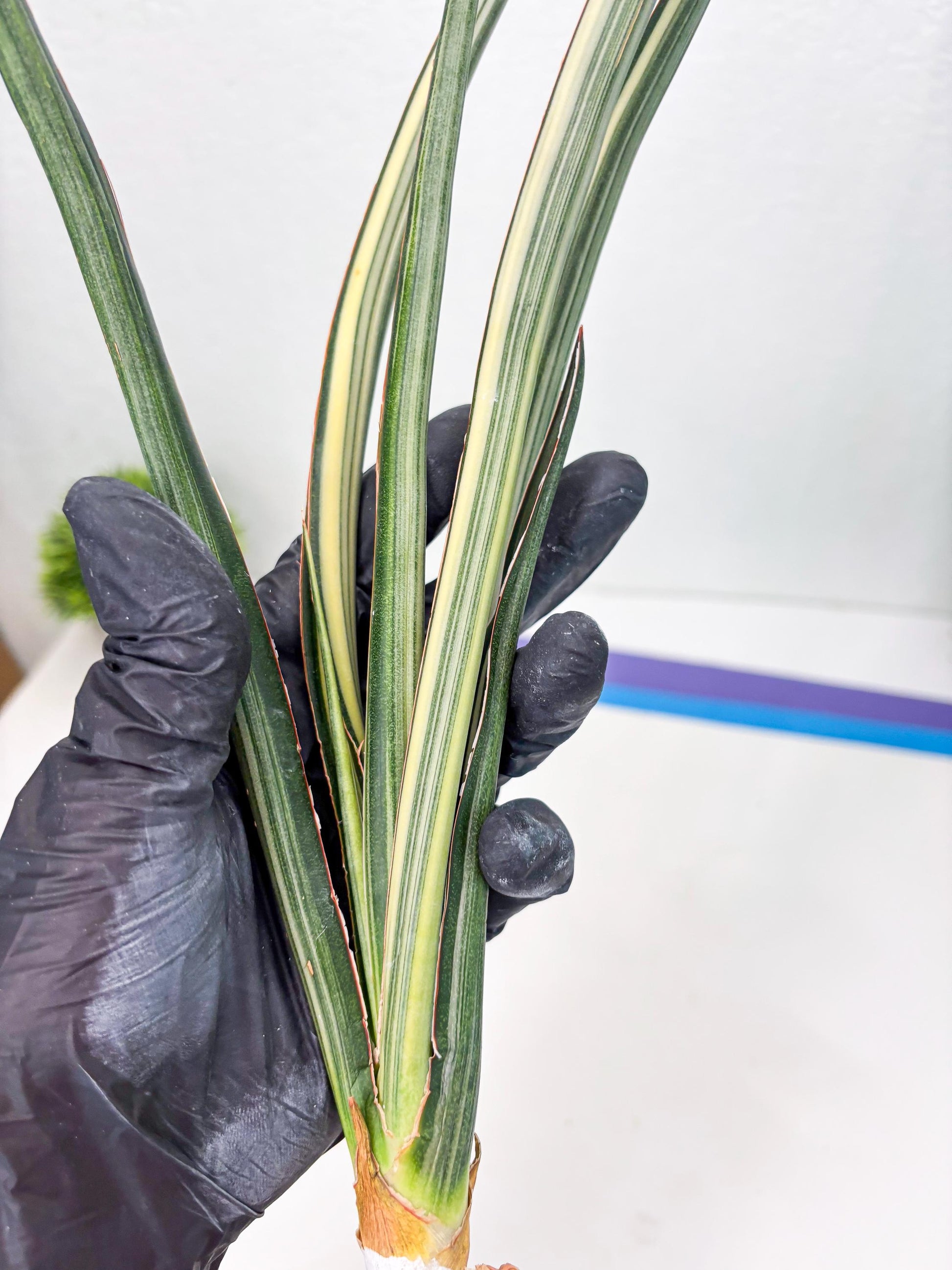 Sansevieria Midnight Fountain White (Su6) (10) | Rare