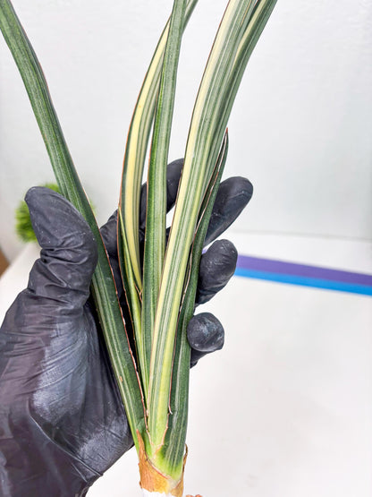 Sansevieria Midnight Fountain White (Su6) (10) | Rare