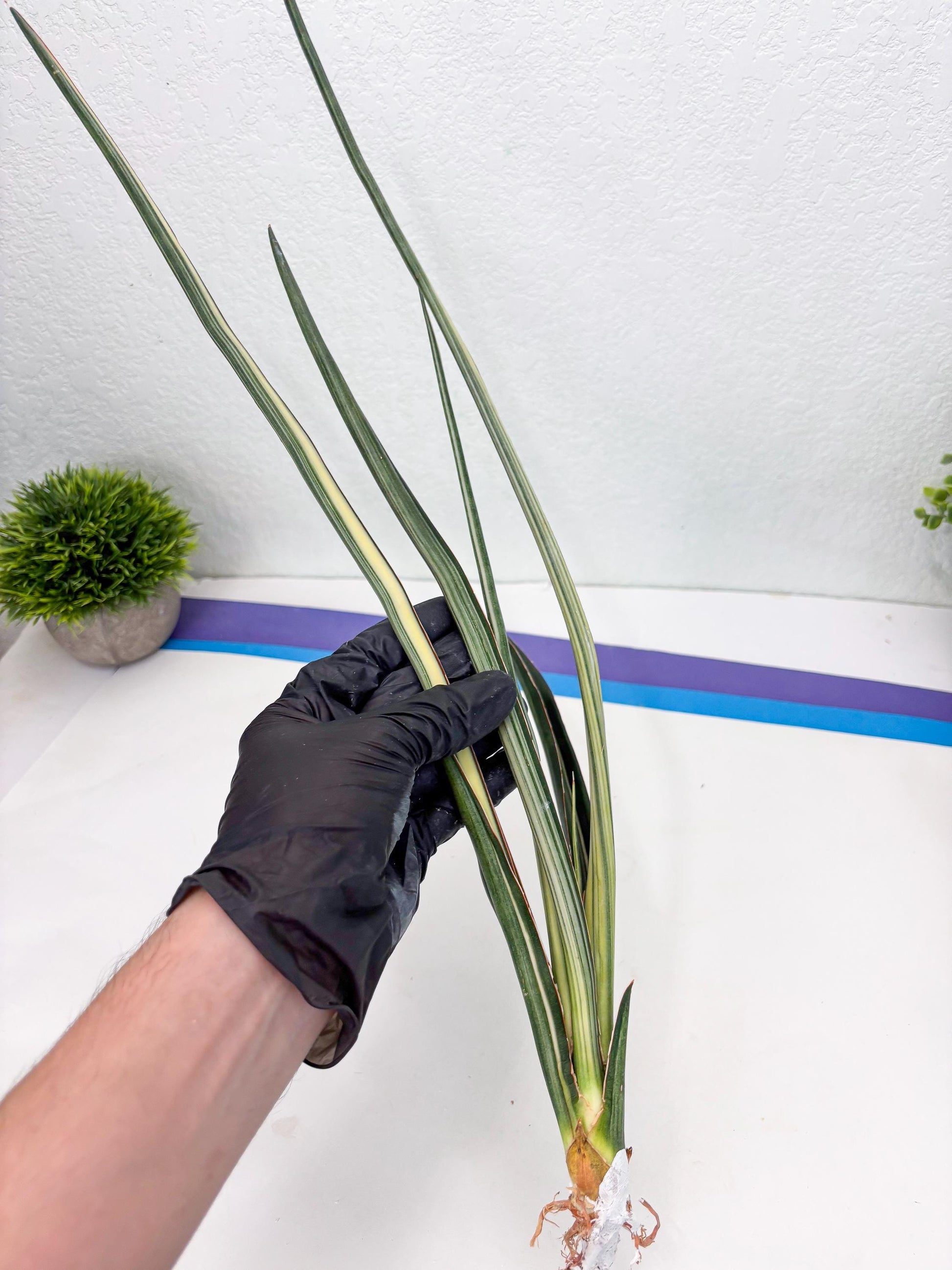 Sansevieria Midnight Fountain White (Su6) (10) | Rare