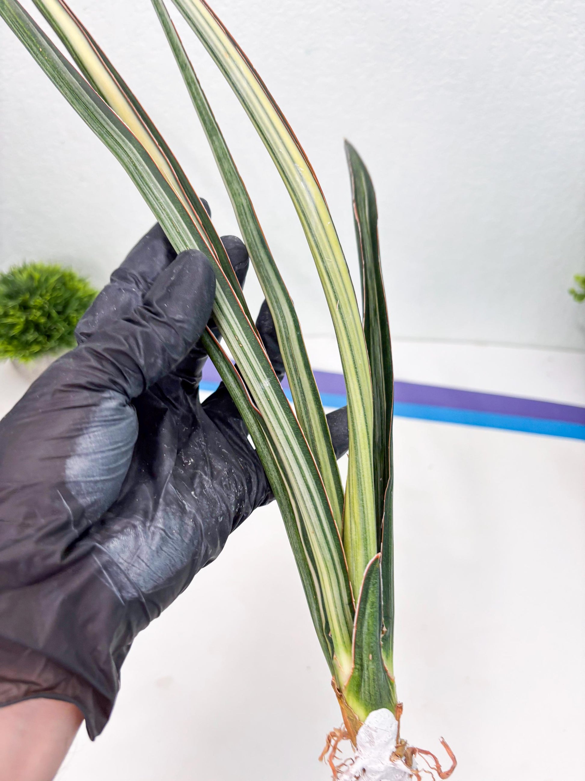 Sansevieria Midnight Fountain White (Su6) (10) | Rare