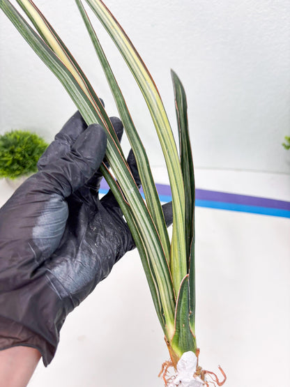 Sansevieria Midnight Fountain White (Su6) (10) | Rare