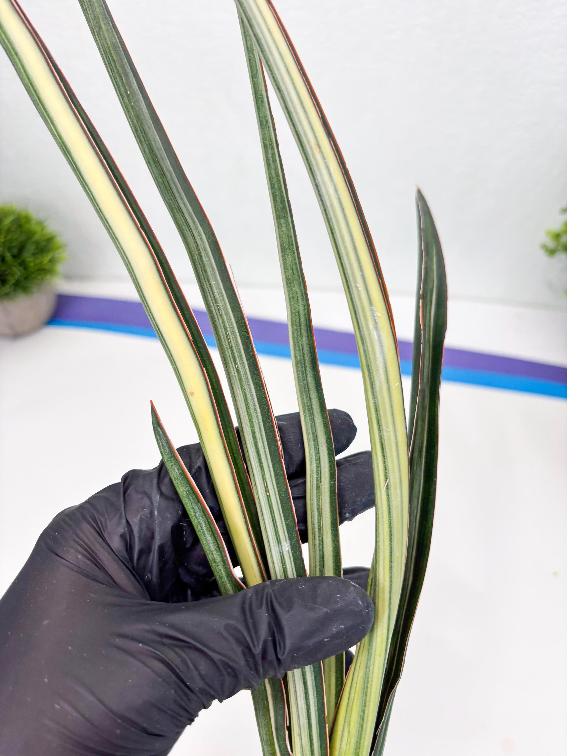 Sansevieria Midnight Fountain White (Su6) (10) | Rare