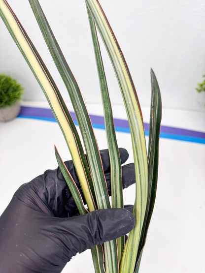 Sansevieria Midnight Fountain White (Su6) (10) | Rare