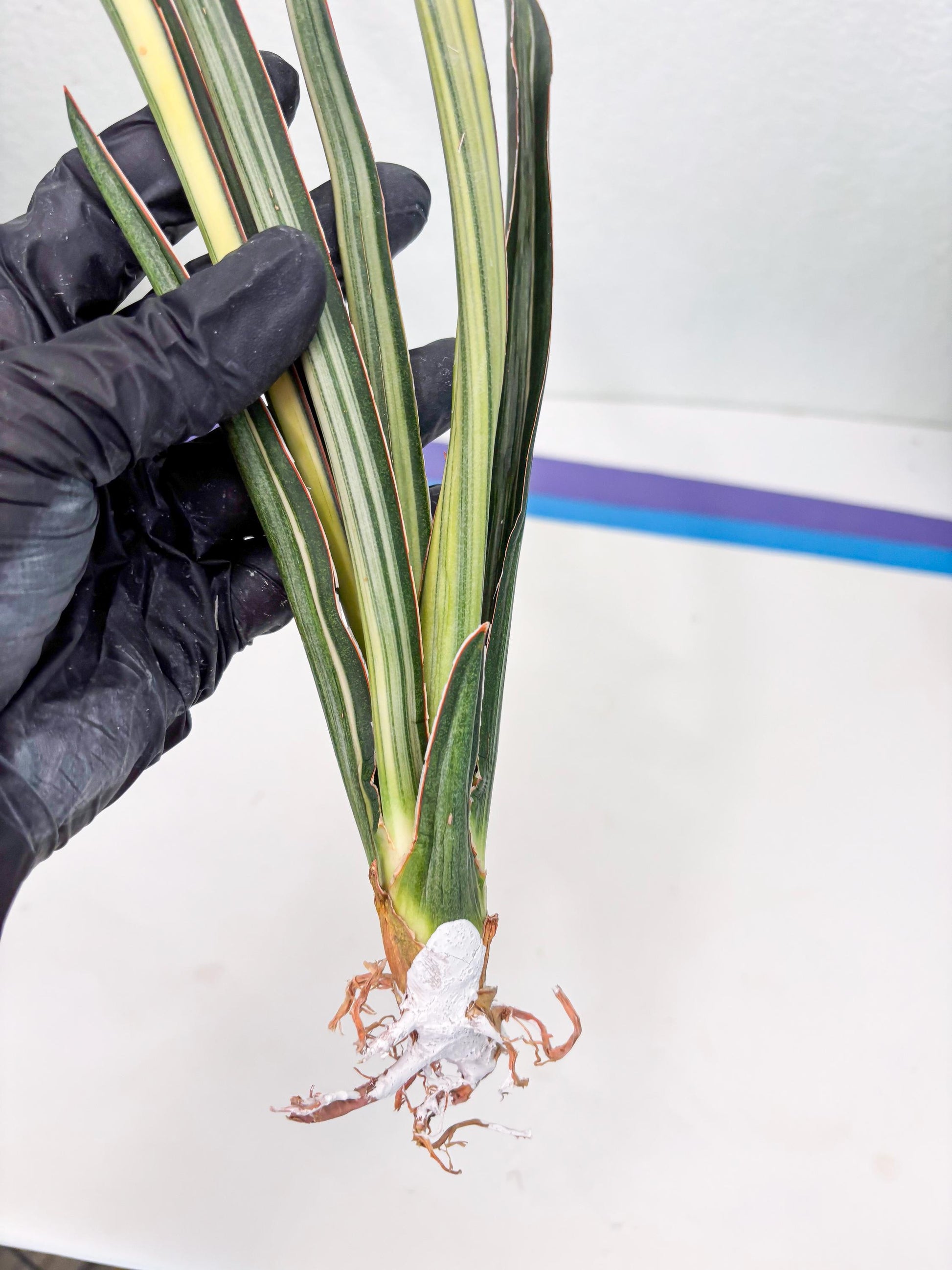 Sansevieria Midnight Fountain White (Su6) (10) | Rare