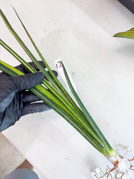 Sansevieria Midnight Fountain Yellow (Su6) (12) | Rare