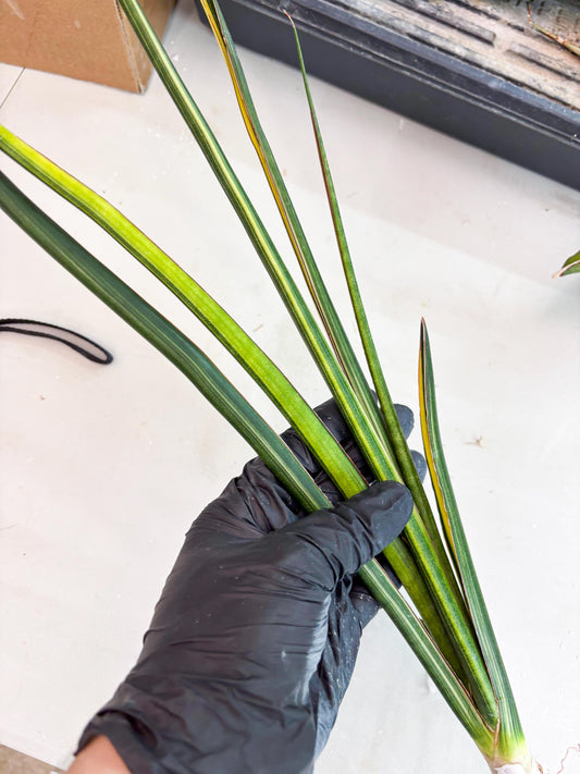 Sansevieria Midnight Fountain Yellow (Su6) (12) | Rare