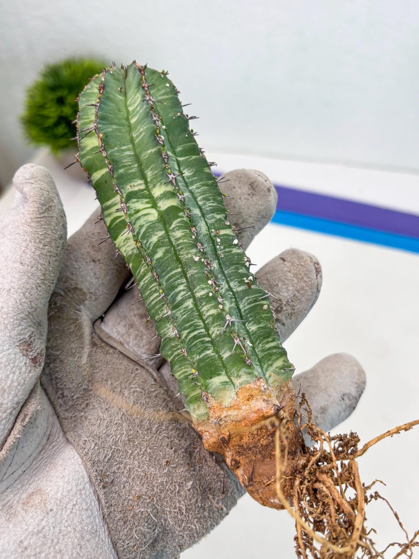 Euphorb Fruticosa Variagated (p) | Rare Cactus