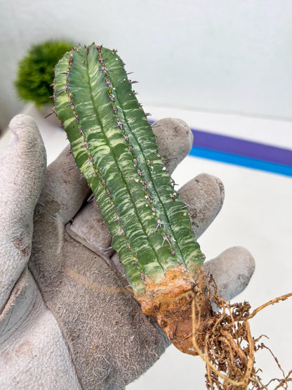 Euphorb Fruticosa Variagated (p) | Rare Cactus