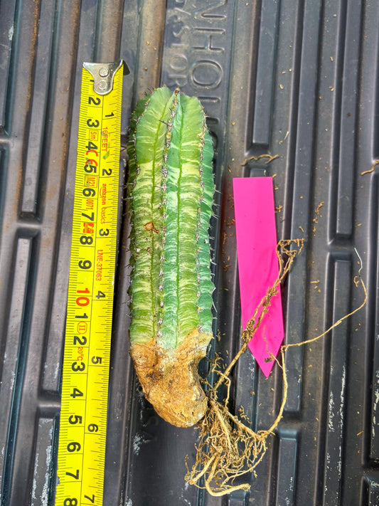 Euphorb Fruticosa Variagated (p) | Rare Cactus