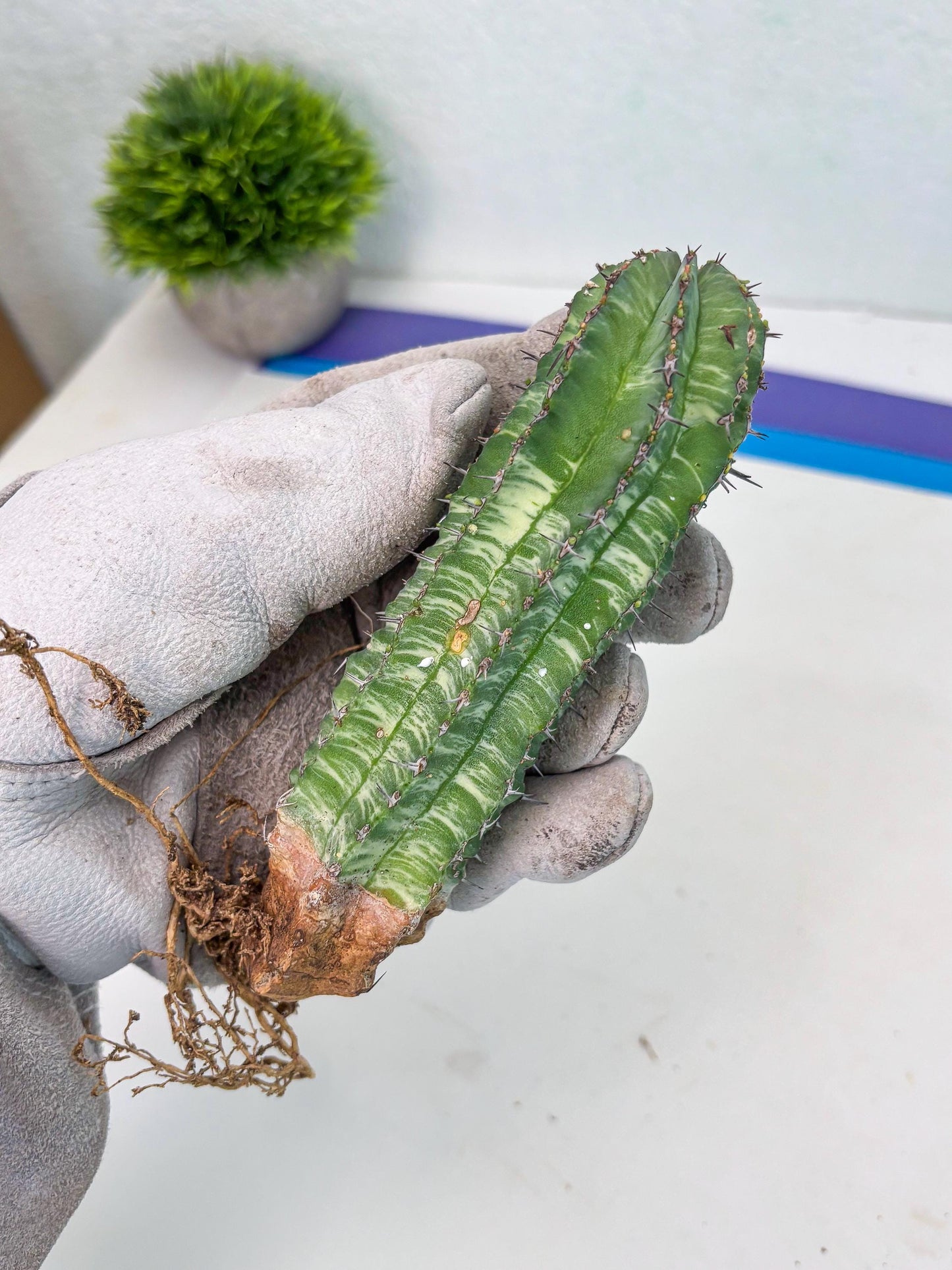 Euphorb Fruticosa Variagated (p) | Rare Cactus