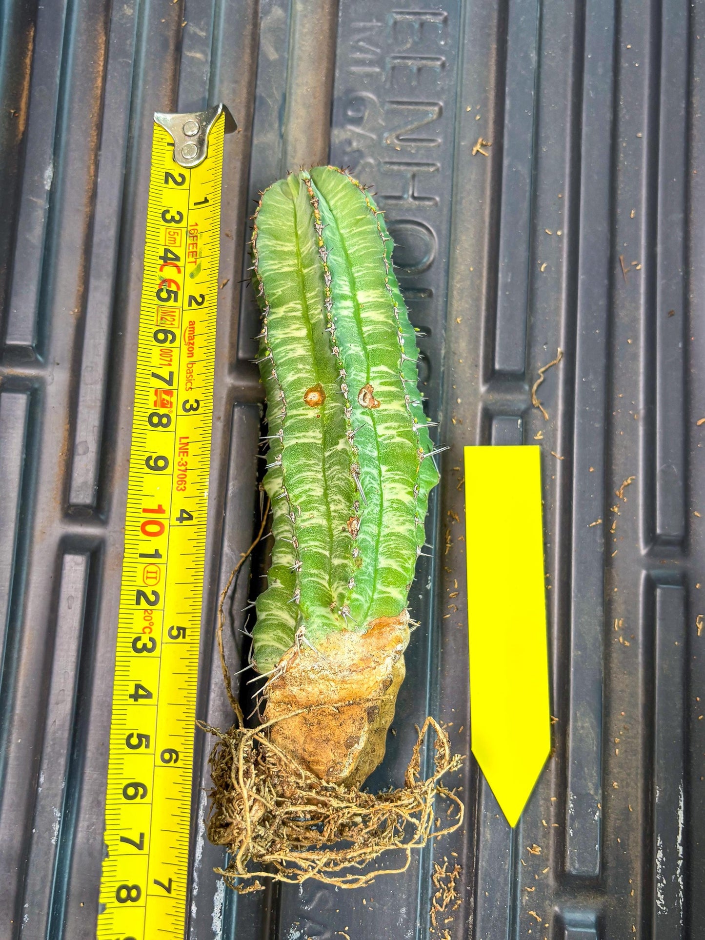 Euphorb Fruticosa Variagated (p) | Rare Cactus