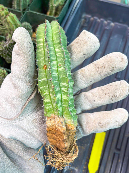 Euphorb Fruticosa Variagated (p) | Rare Cactus