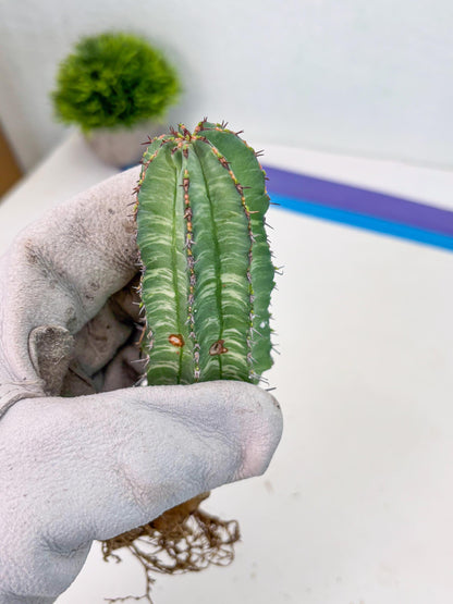 Euphorb Fruticosa Variagated (p) | Rare Cactus