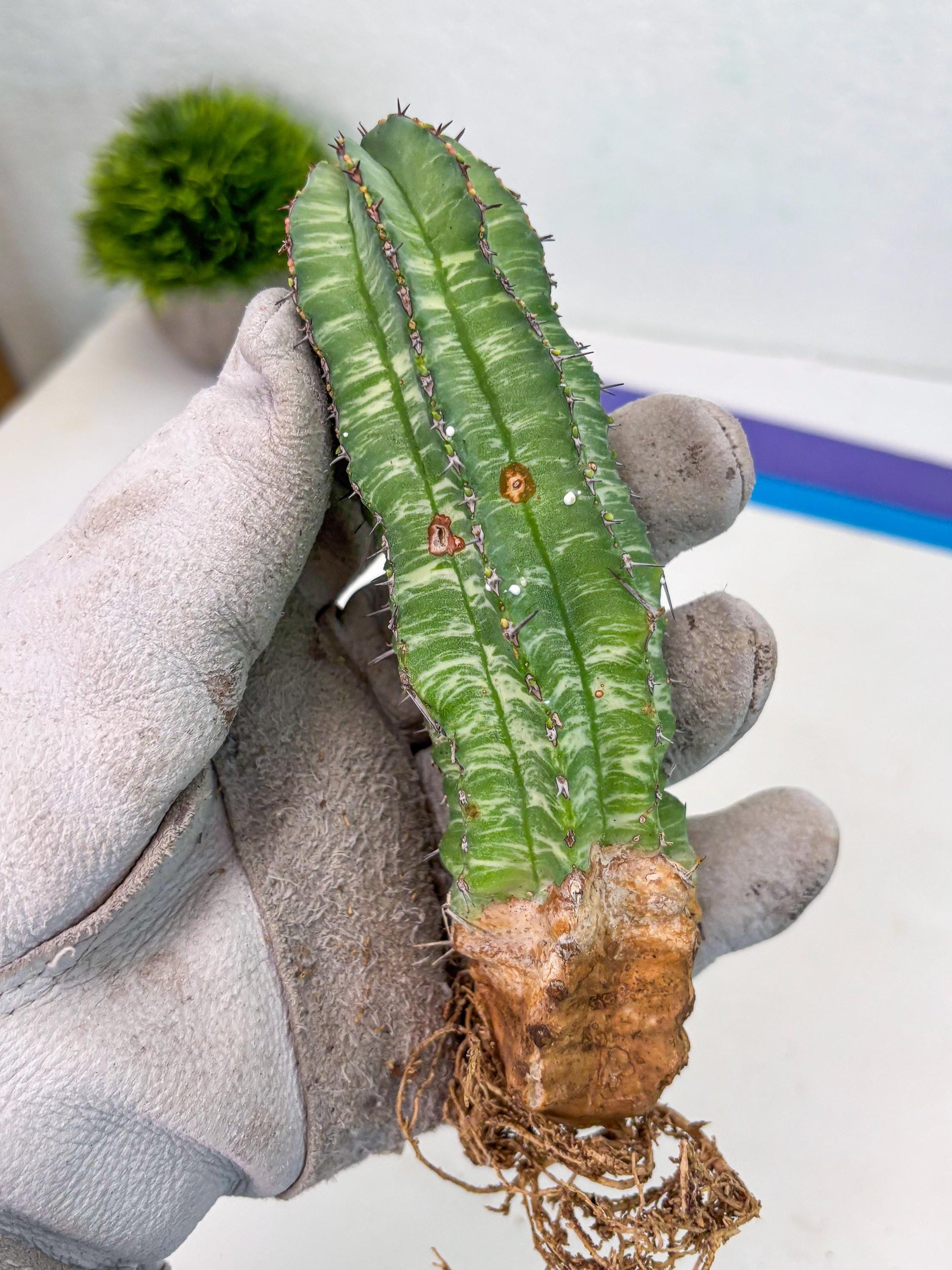 Euphorb Fruticosa Variagated (p) | Rare Cactus