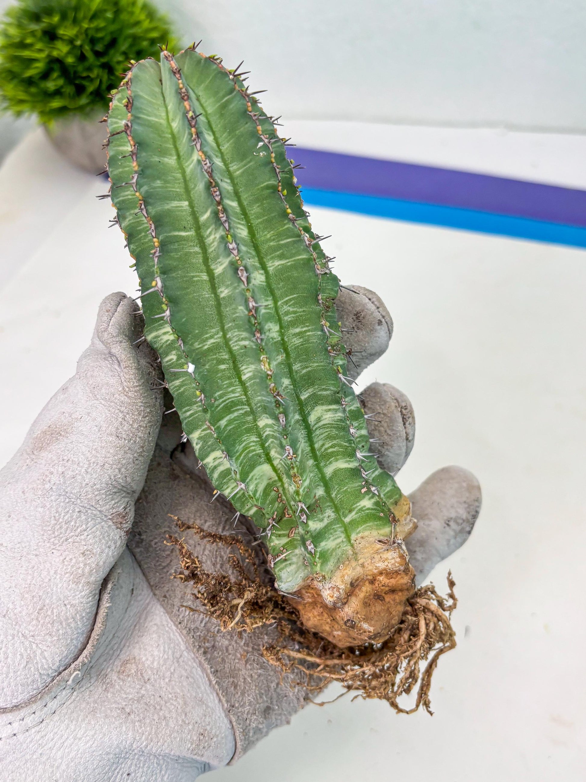 Euphorb Fruticosa Variagated (b) | Rare Cactus