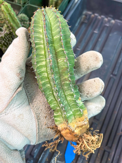 Euphorb Fruticosa Variagated (b) | Rare Cactus