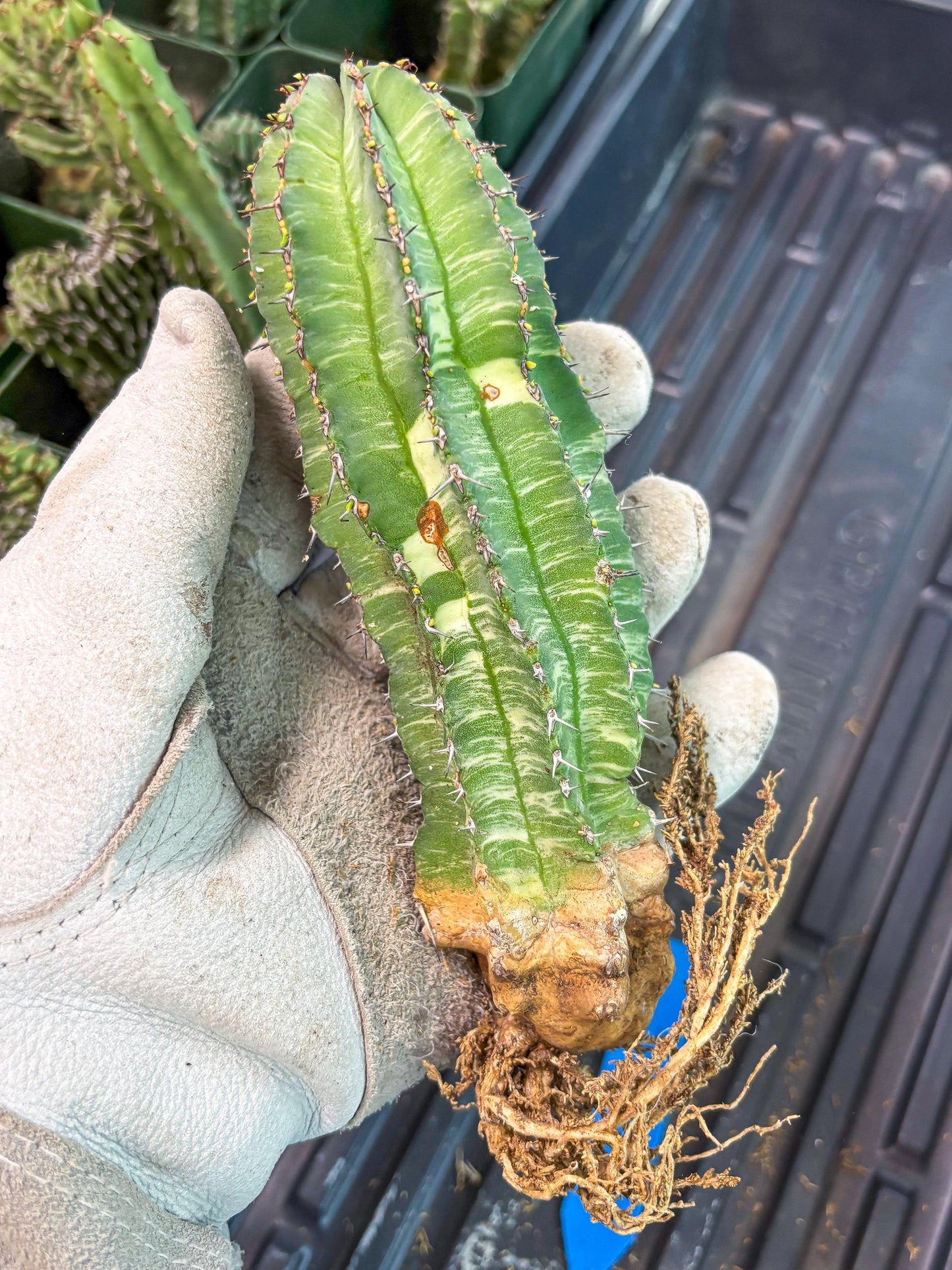 Euphorb Fruticosa Variagated (b) | Rare Cactus