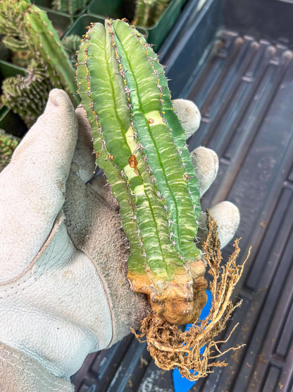 Euphorb Fruticosa Variagated (b) | Rare Cactus