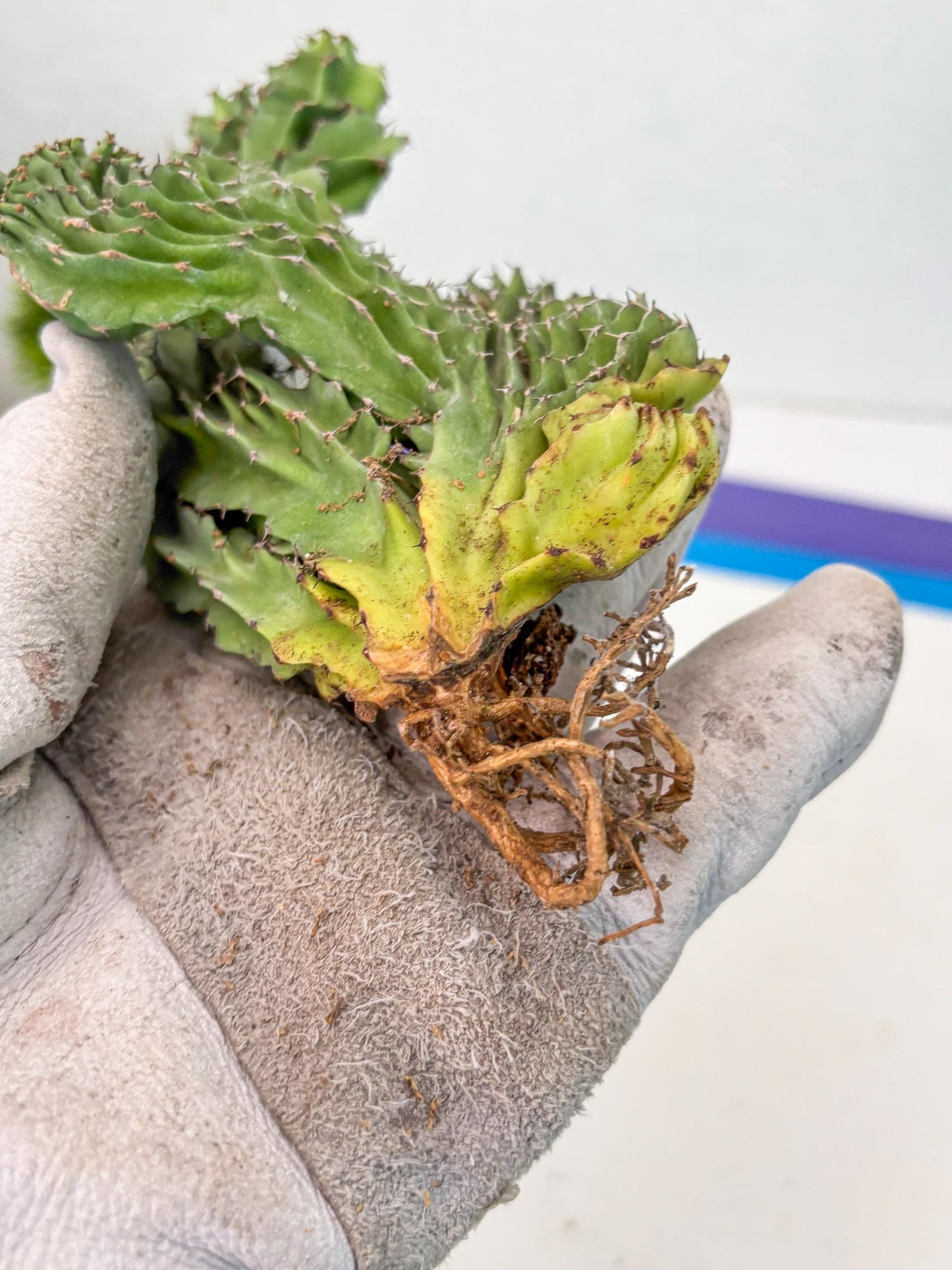 Euphorb Kibwezensis Crested (p) | Rare Plant