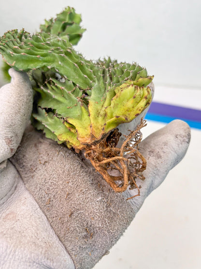 Euphorb Kibwezensis Crested (p) | Rare Plant
