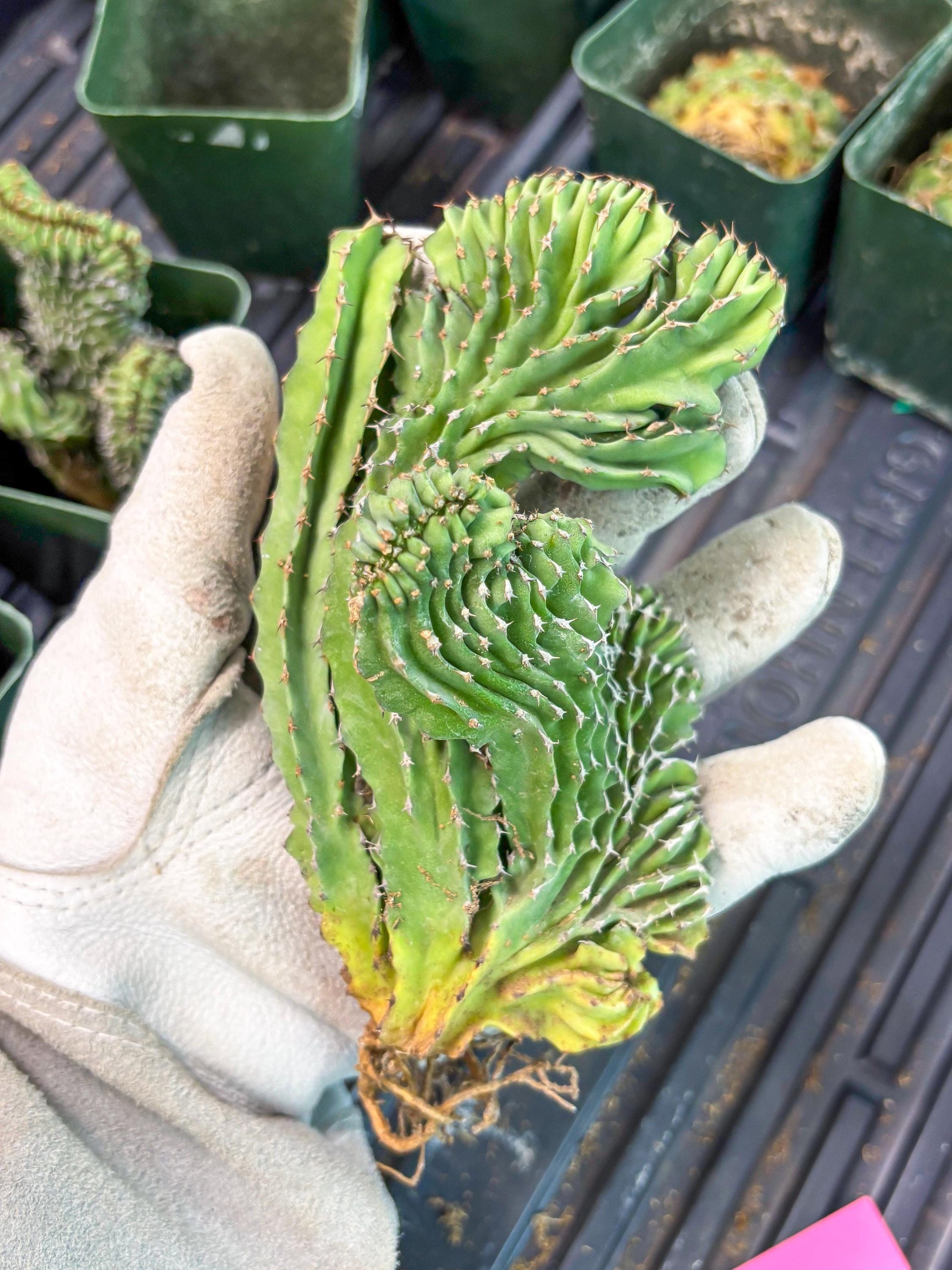 Euphorb Kibwezensis Crested (p) | Rare Plant