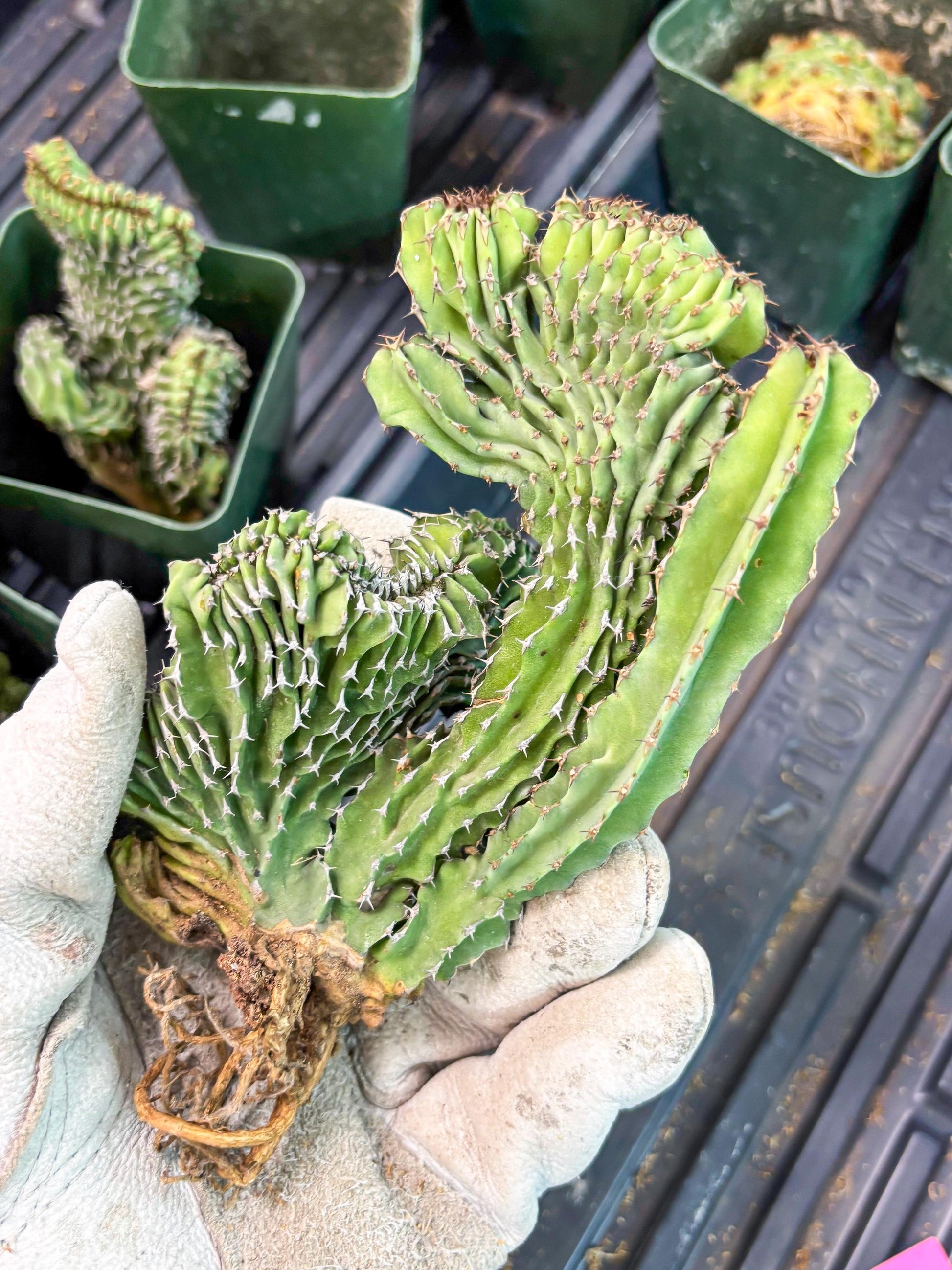 Euphorb Kibwezensis Crested (p) | Rare Plant