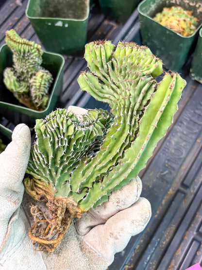 Euphorb Kibwezensis Crested (p) | Rare Plant
