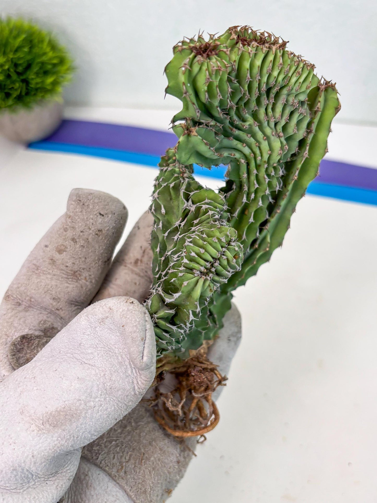 Euphorb Kibwezensis Crested (p) | Rare Plant