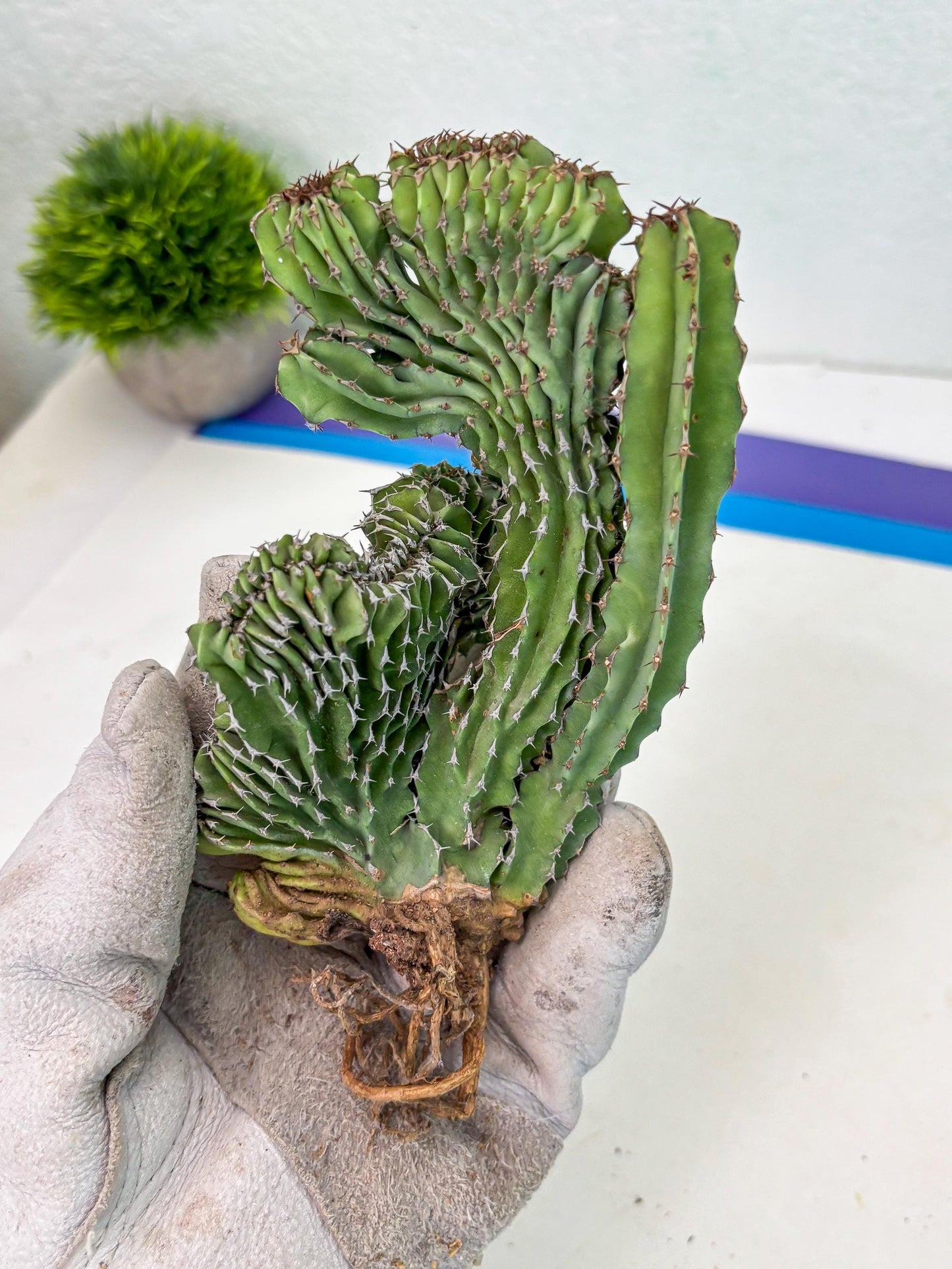 Euphorb Kibwezensis Crested (p) | Rare Plant