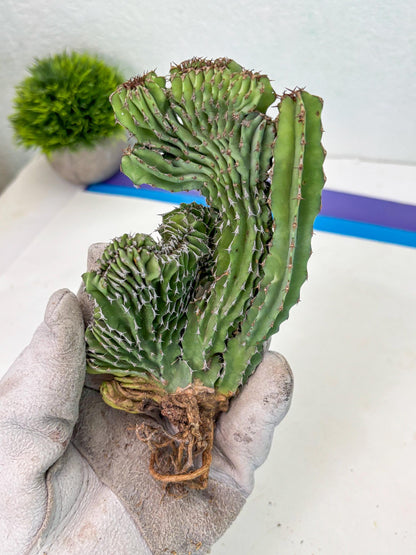 Euphorb Kibwezensis Crested (p) | Rare Plant