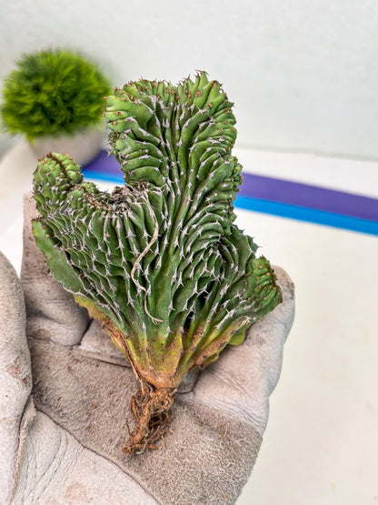 Euphorb Kibwezensis Crested (b) | Rare Plant