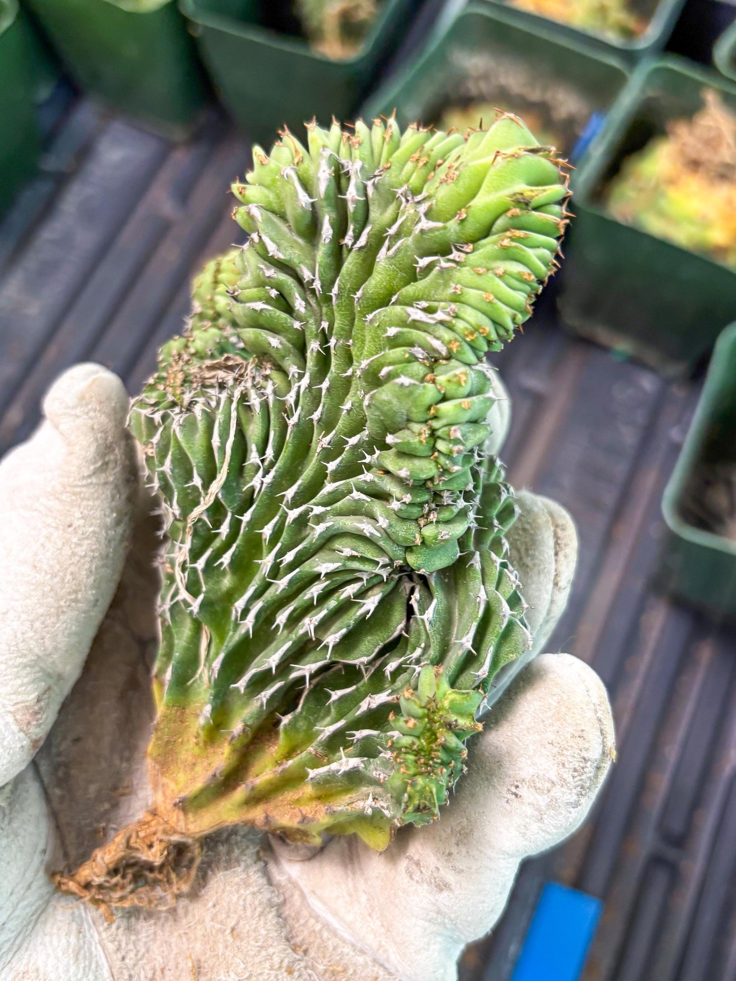 Euphorb Kibwezensis Crested (b) | Rare Plant