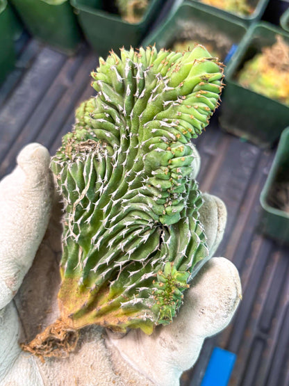 Euphorb Kibwezensis Crested (b) | Rare Plant