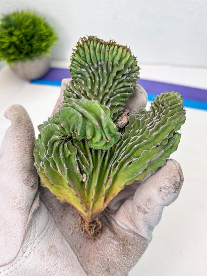 Euphorb Kibwezensis Crested (b) | Rare Plant